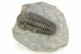 Prone Morocops Trilobite - Ofaten, Morocco #273419-3